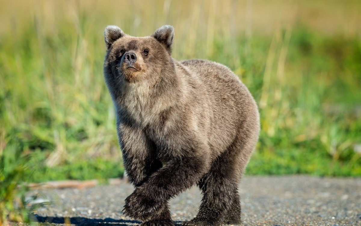 Маленький медведь