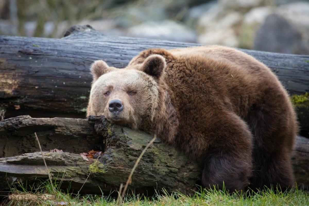 Фото России красивые животные мишки