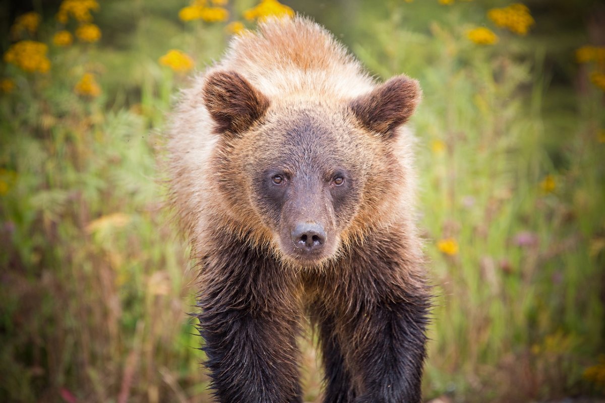 Бурый медведь сидит