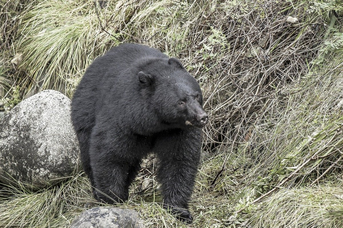 Солнечный медведь бируанг