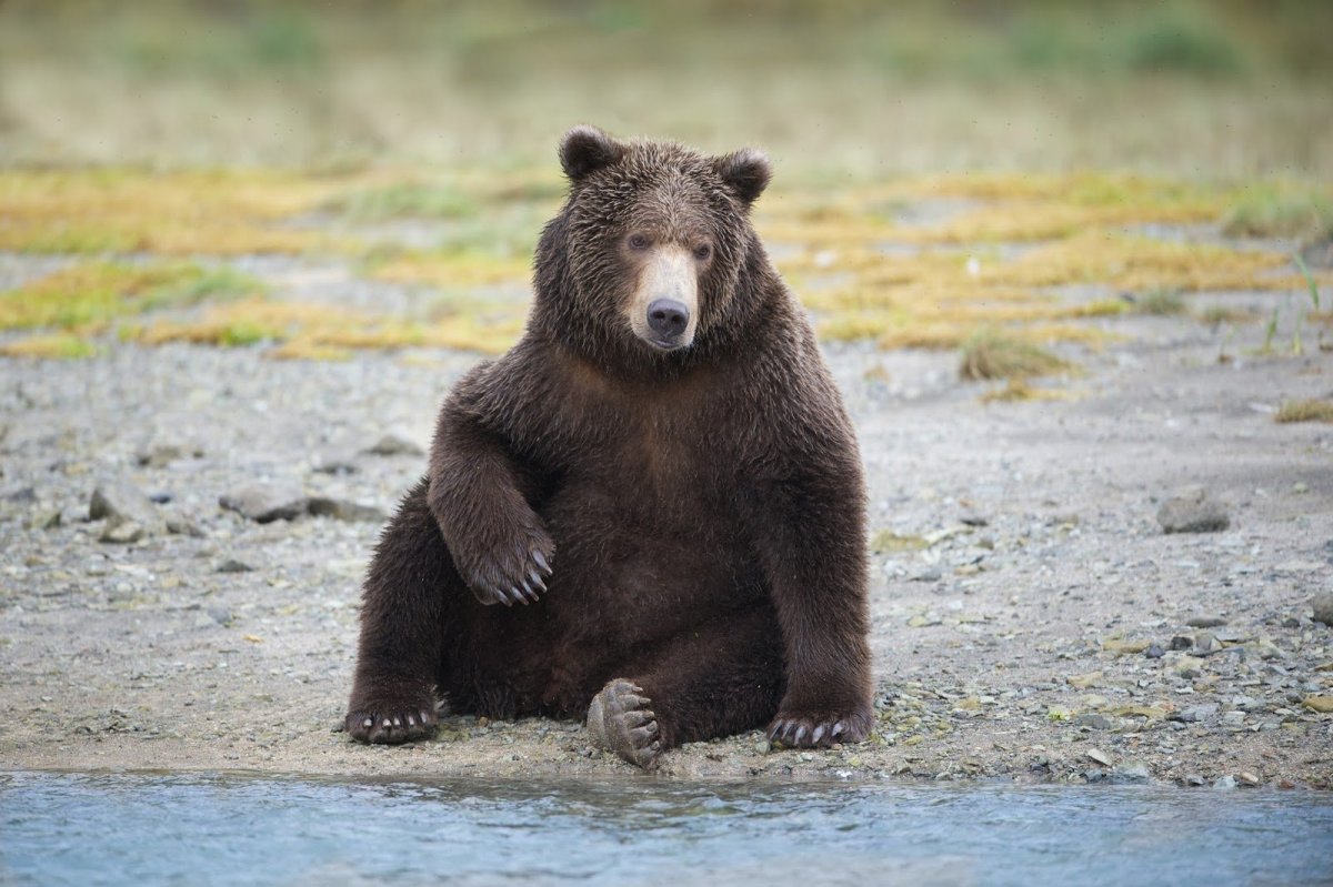 Медведь сидя