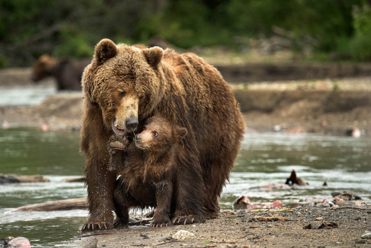Медведь со спины