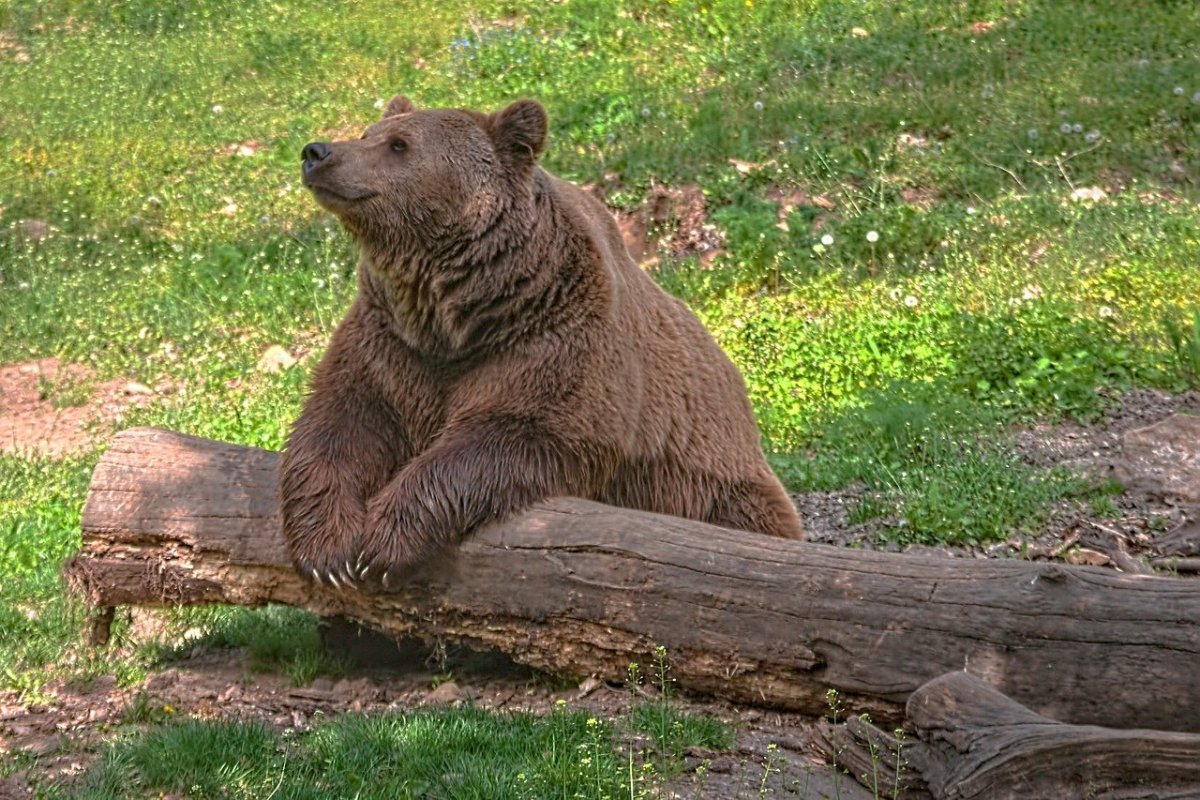 Северная Америка бурый медведь природа