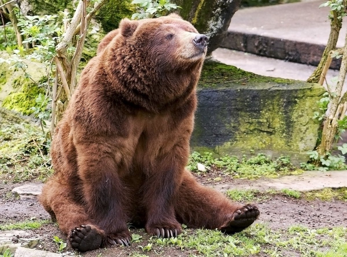 Сидячий медведь