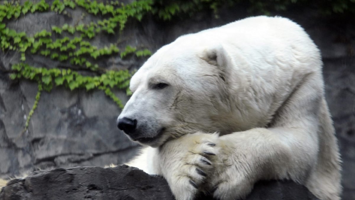 Малайский медведь бируанг