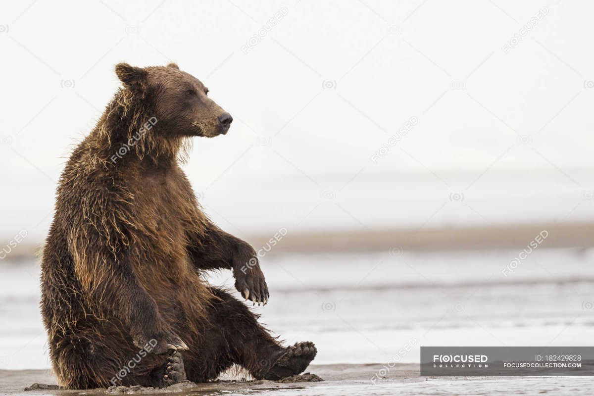 Гризли в городе