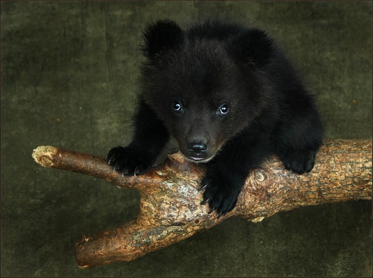 Каменный медведь