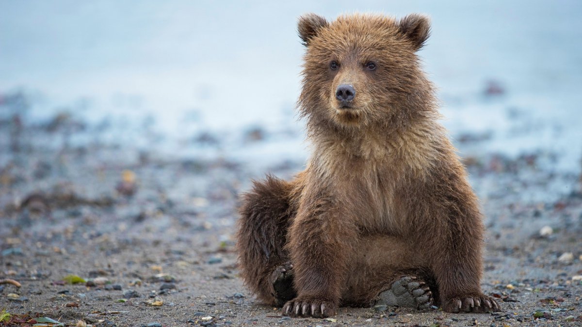 Белые медведи на грани исчезновения