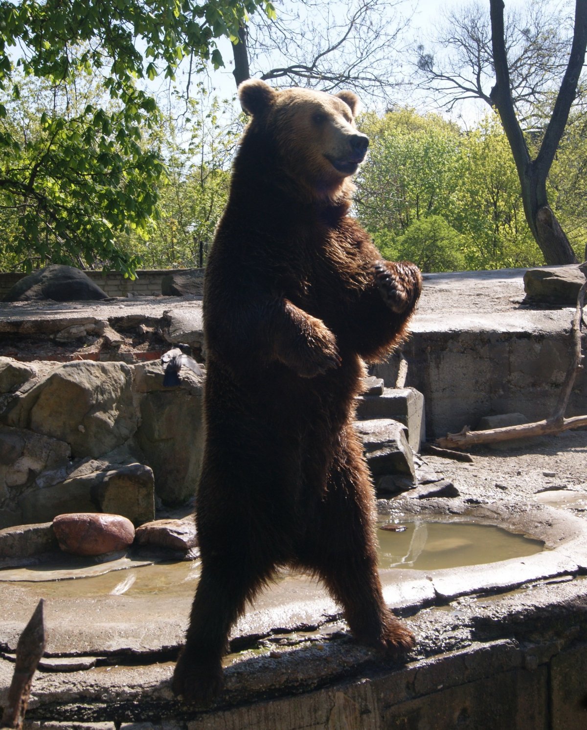 Худенький медведь