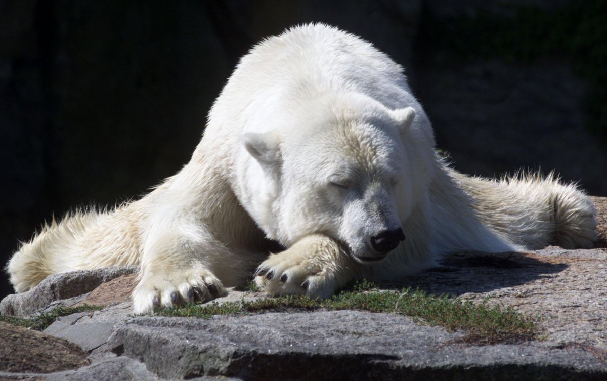 Медведь шатун