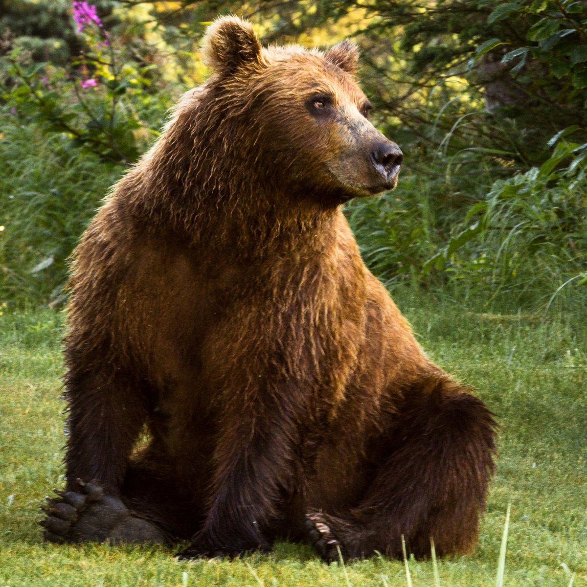 Фотосессия с медведем