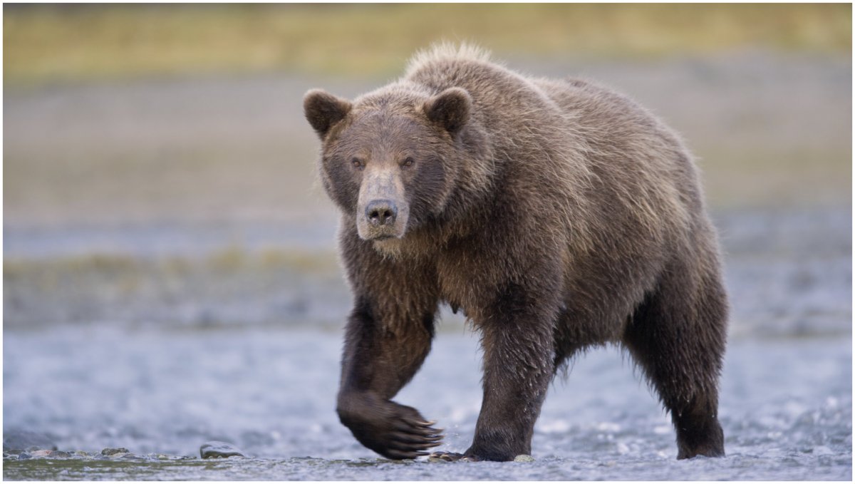 Бурый медведь Басеги