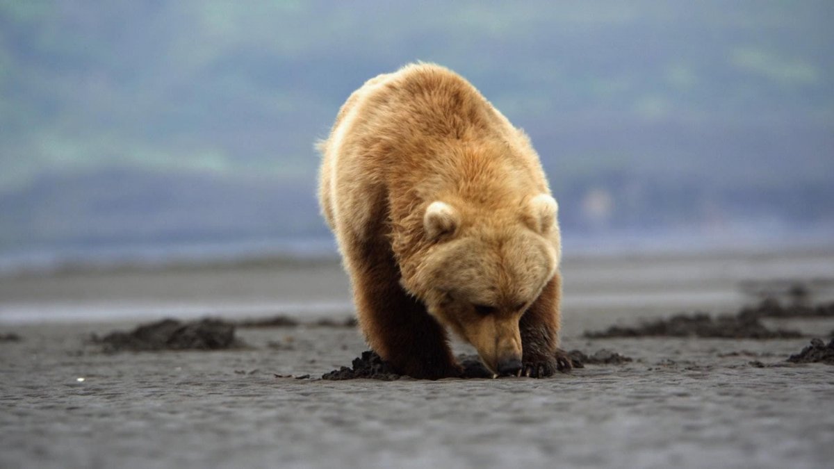 Дикая природа России фильм