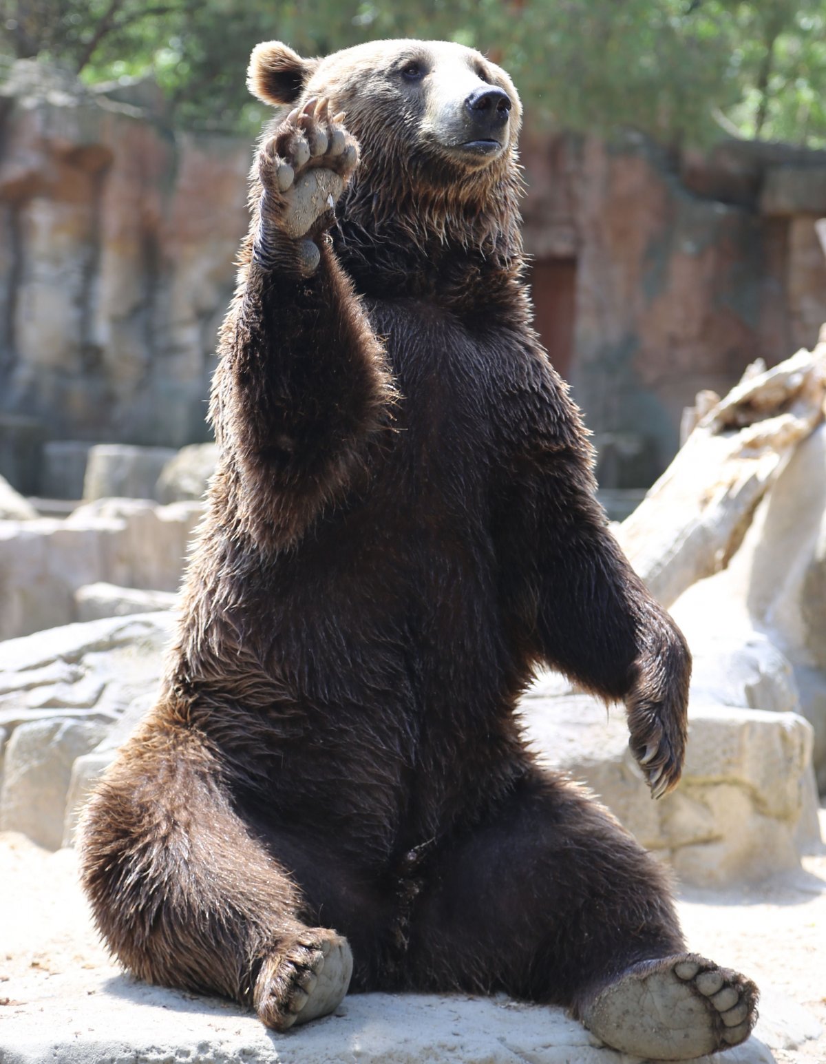 Первые медведи