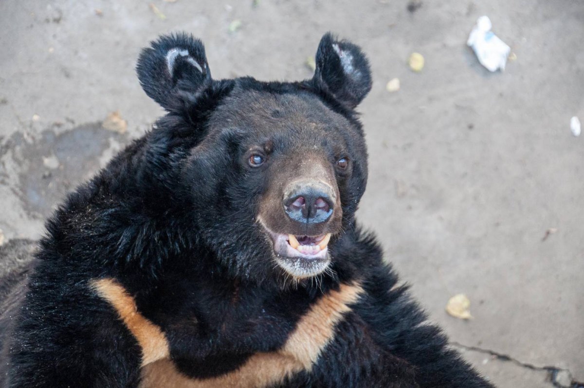 Медведь природа даль