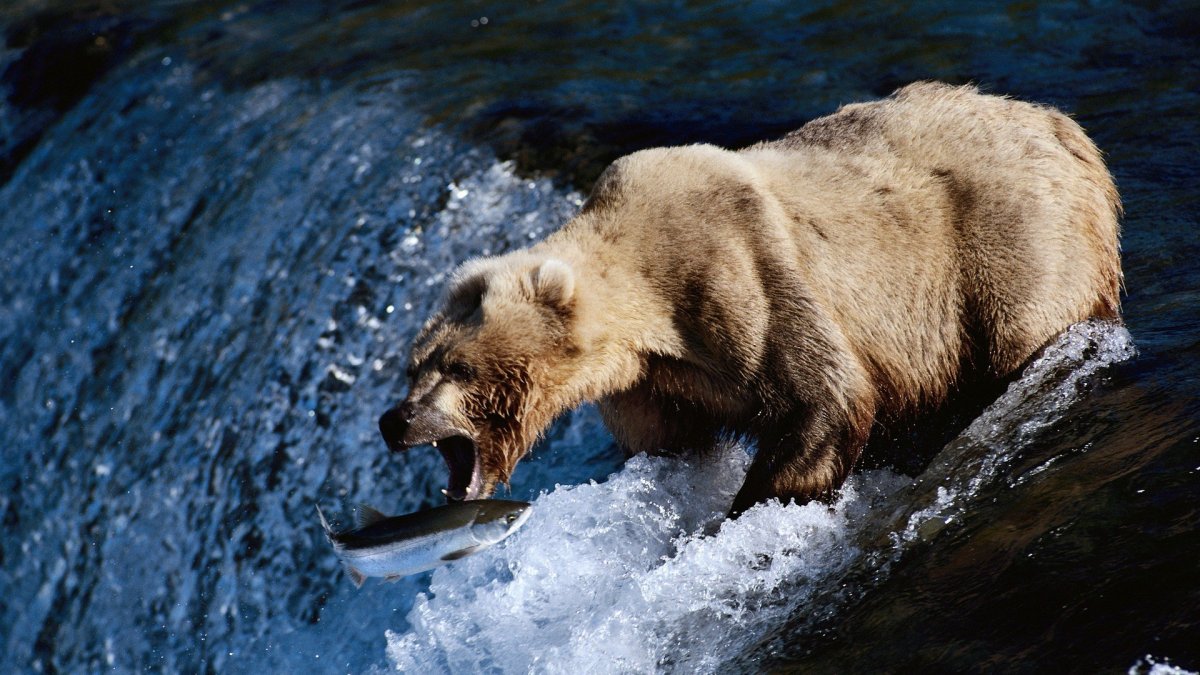 Тибетский бурый медведь