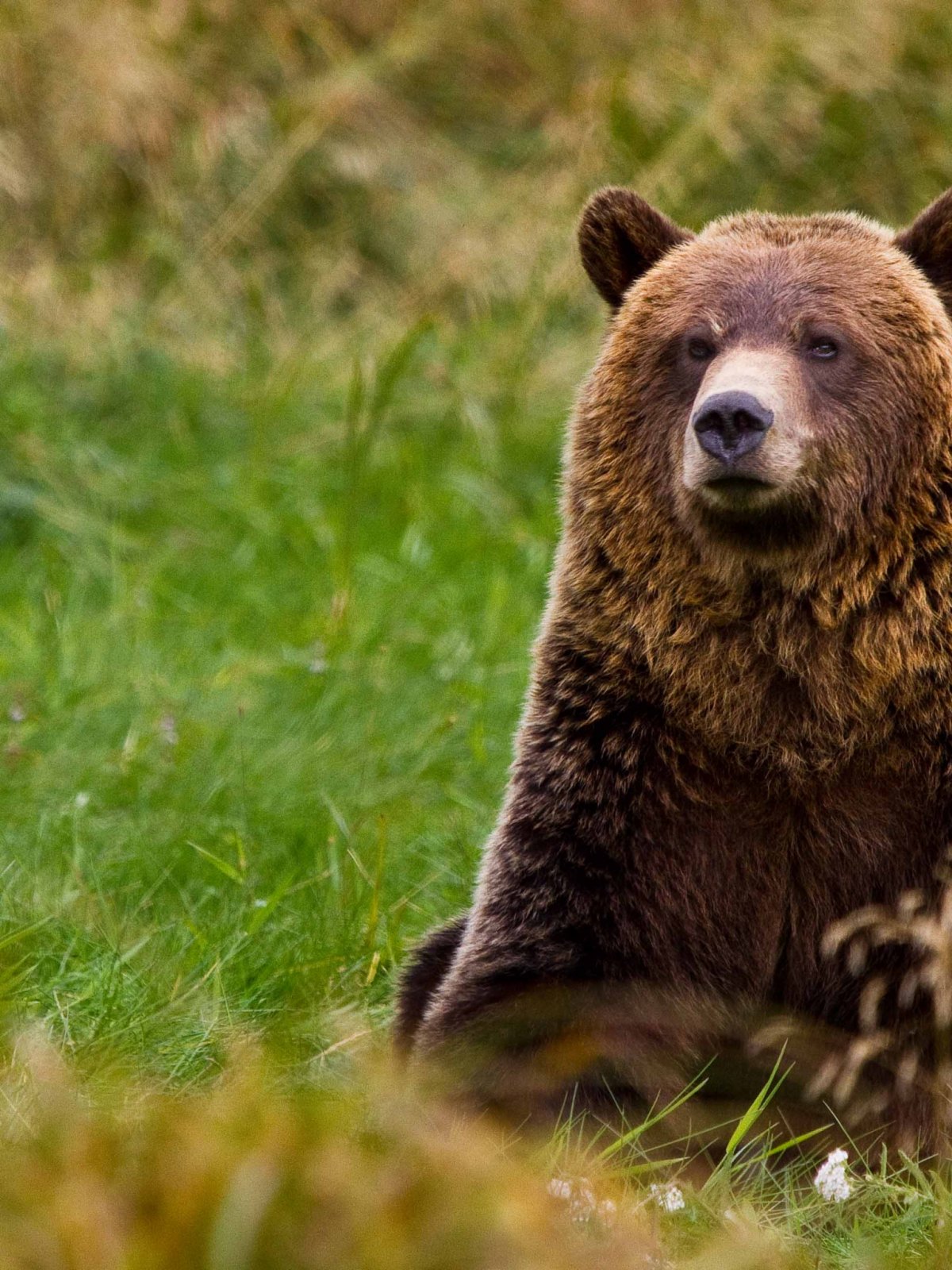 Гризли и бурый медведь