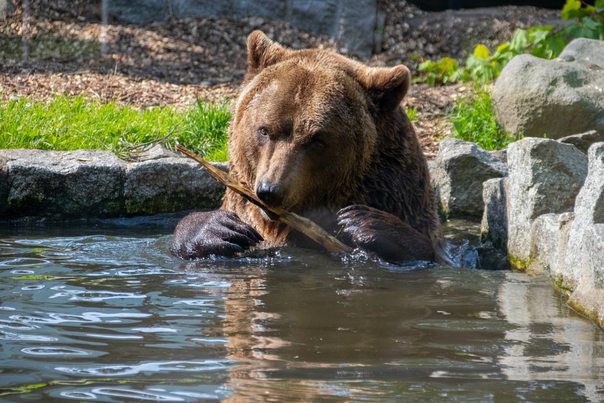 Малайский медведь бируанг