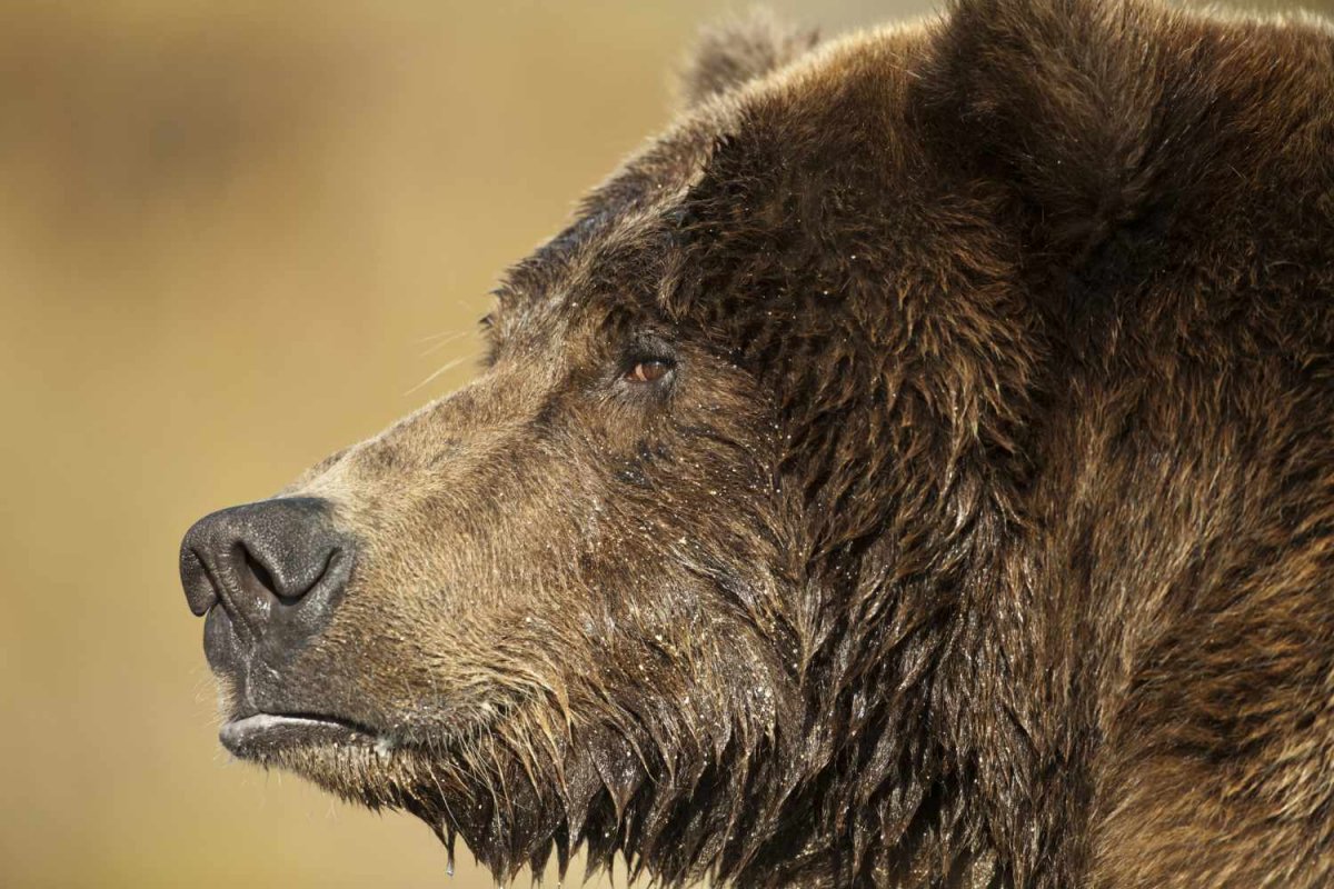 Бурый медведь глаза