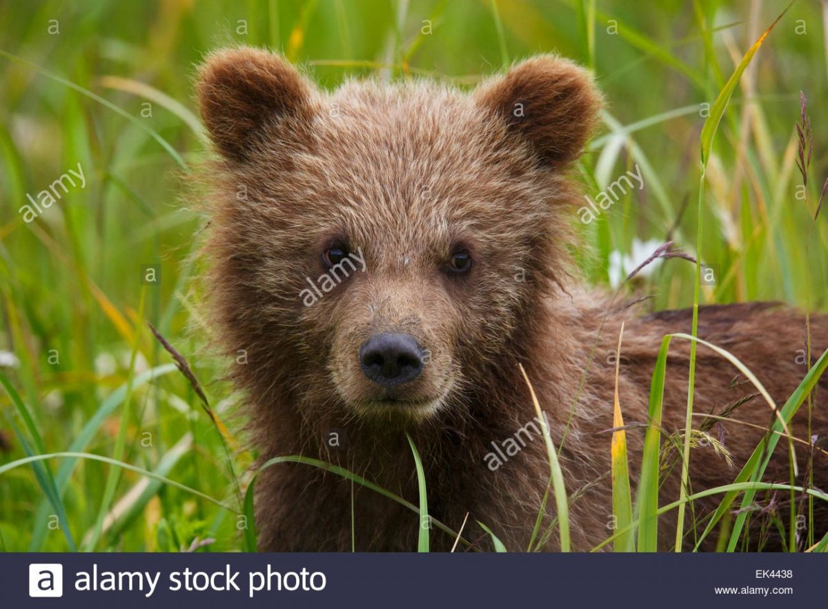 Бурый Медвежонок