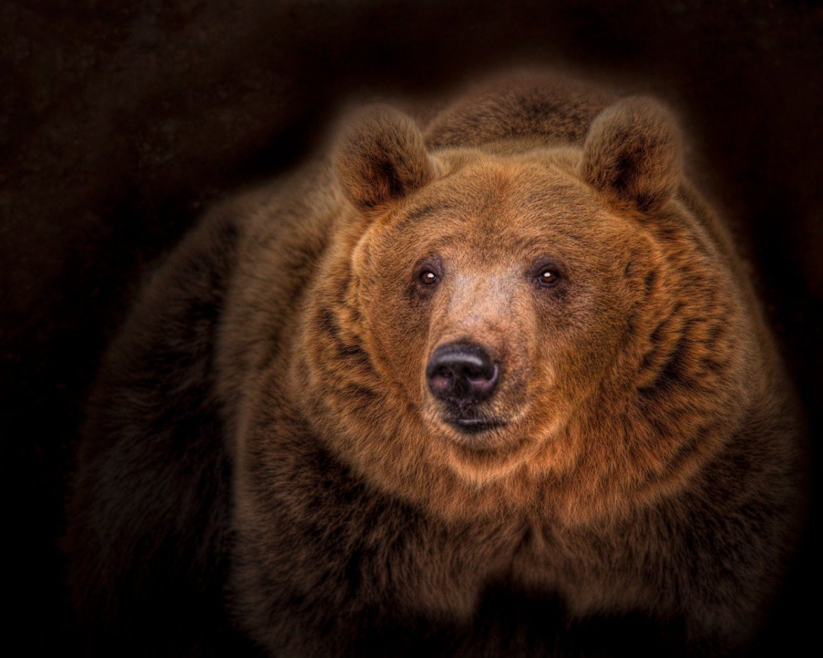 Михаил Топтыгин медведь