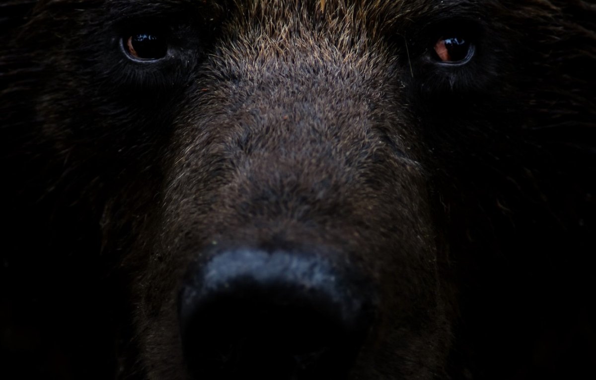 Глаза медведя в темноте