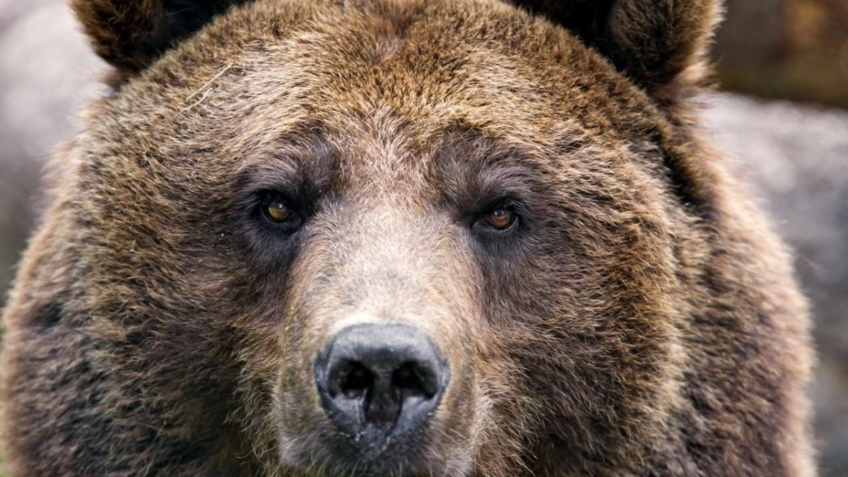 Взгляд медведя