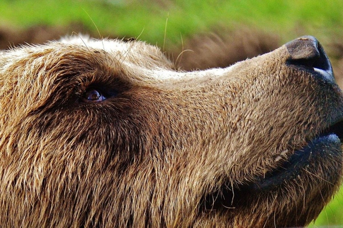 Яйца глаза медведь