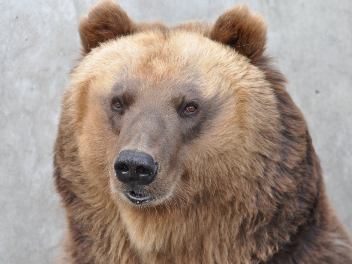 Добрая морда медведя