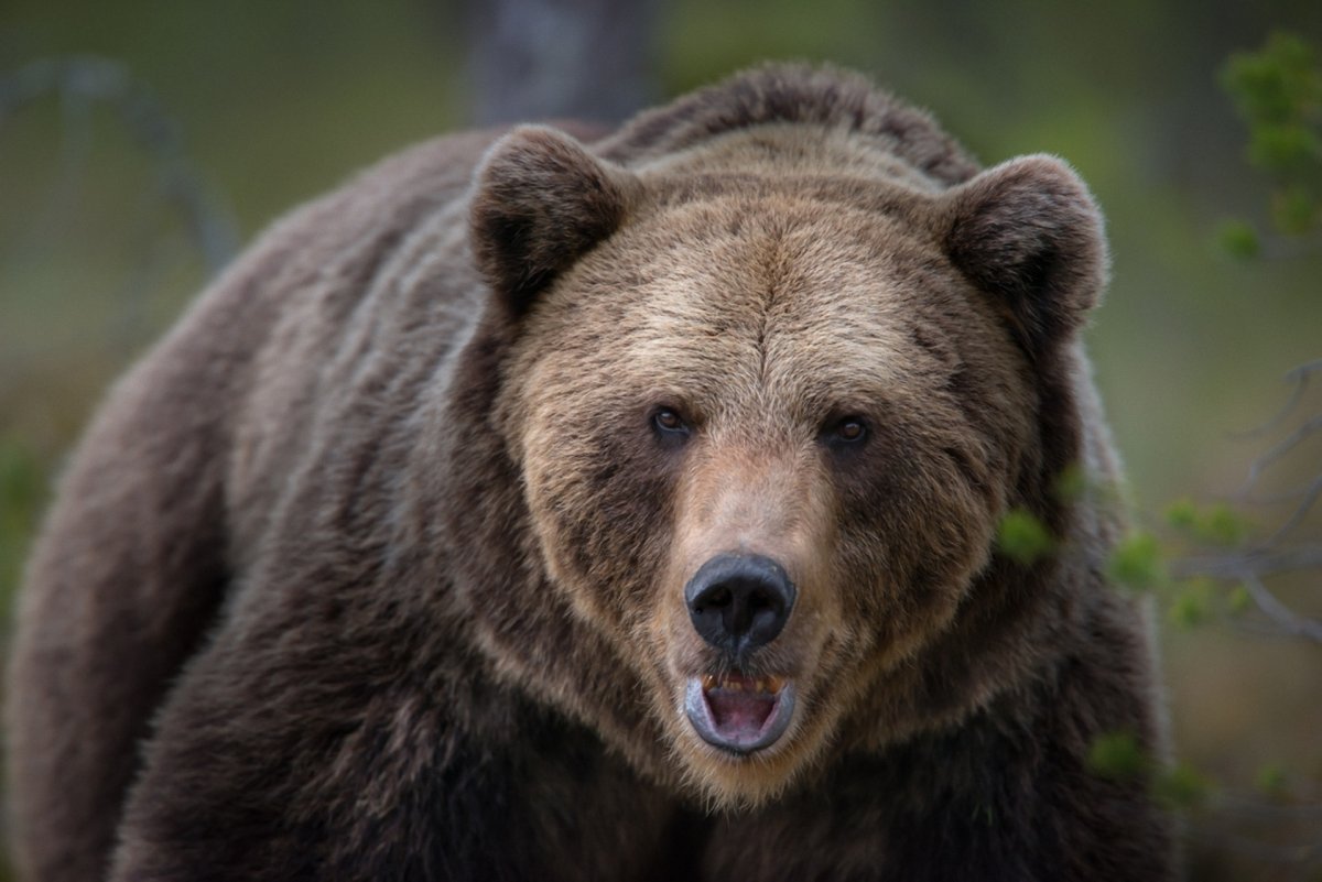 Медведь Гризли финский