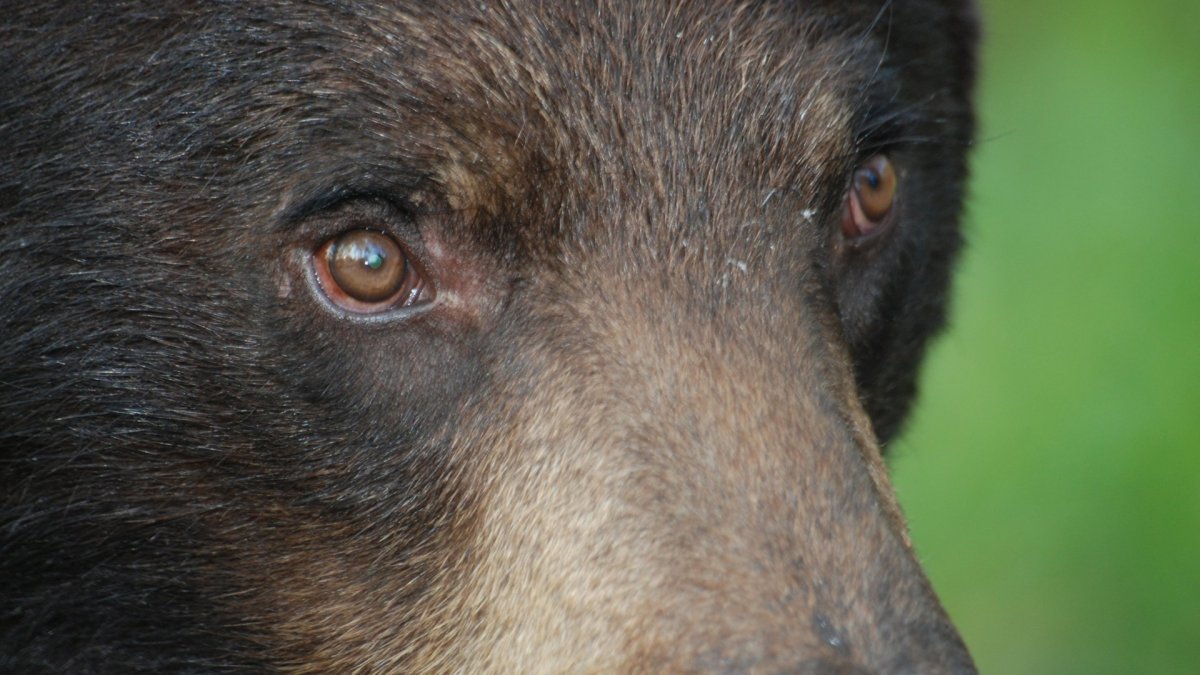 Глаза медведя