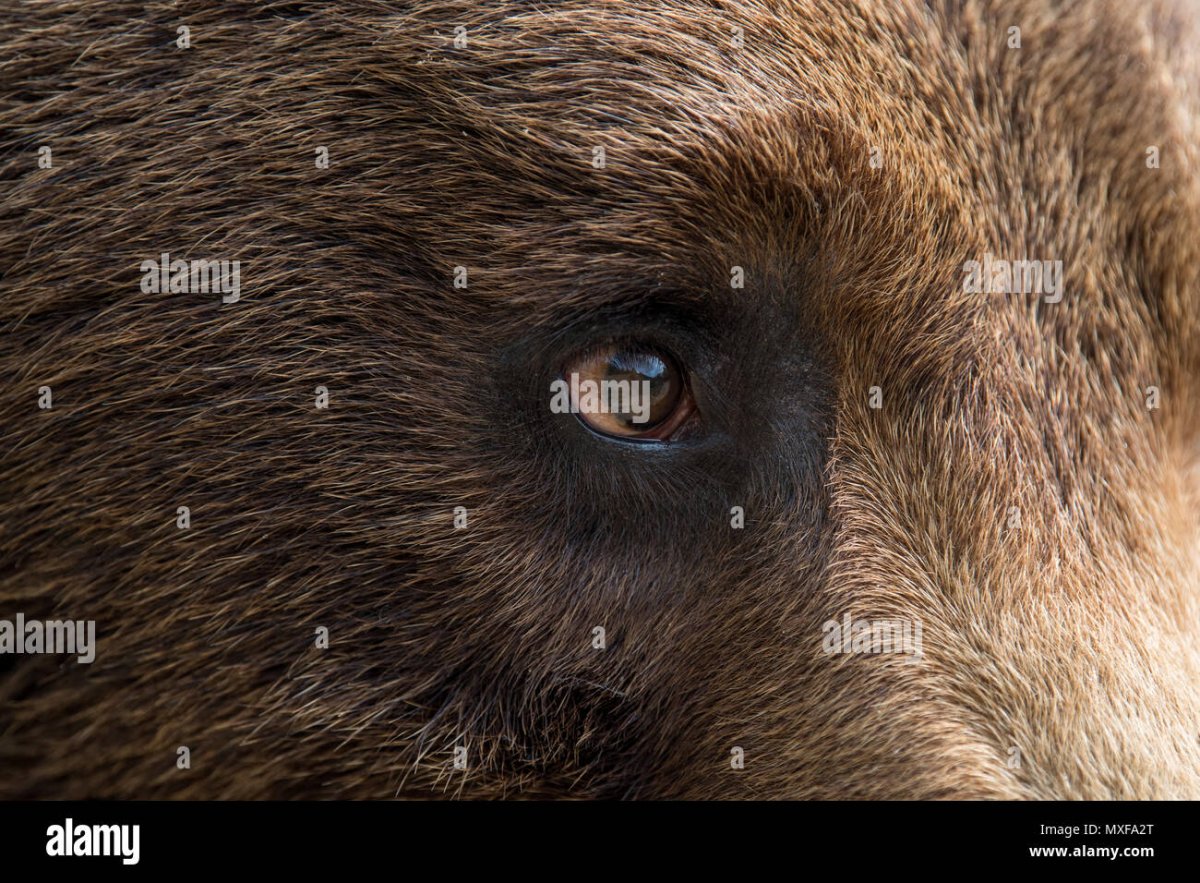 Глаза медведя в темноте