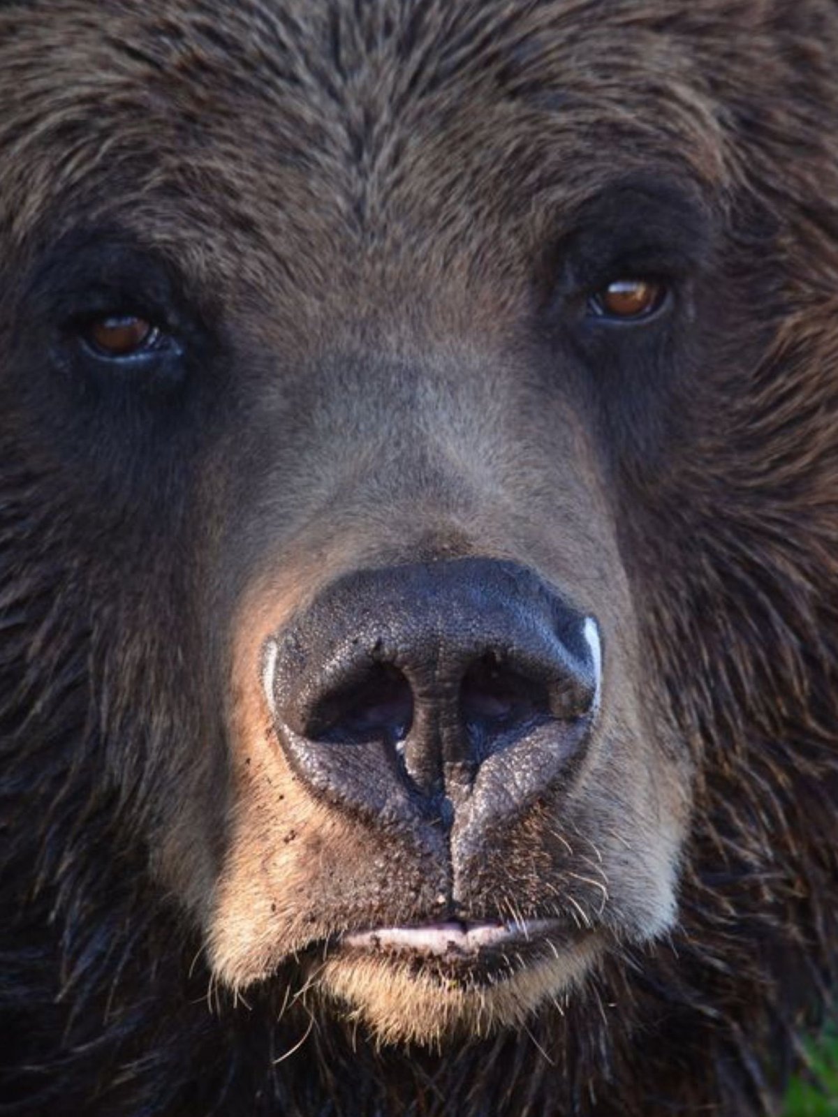 Гризли Grizzly, Гризли, медведь.