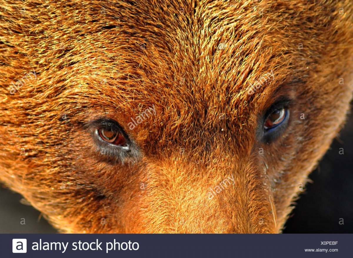 Глаза медведя