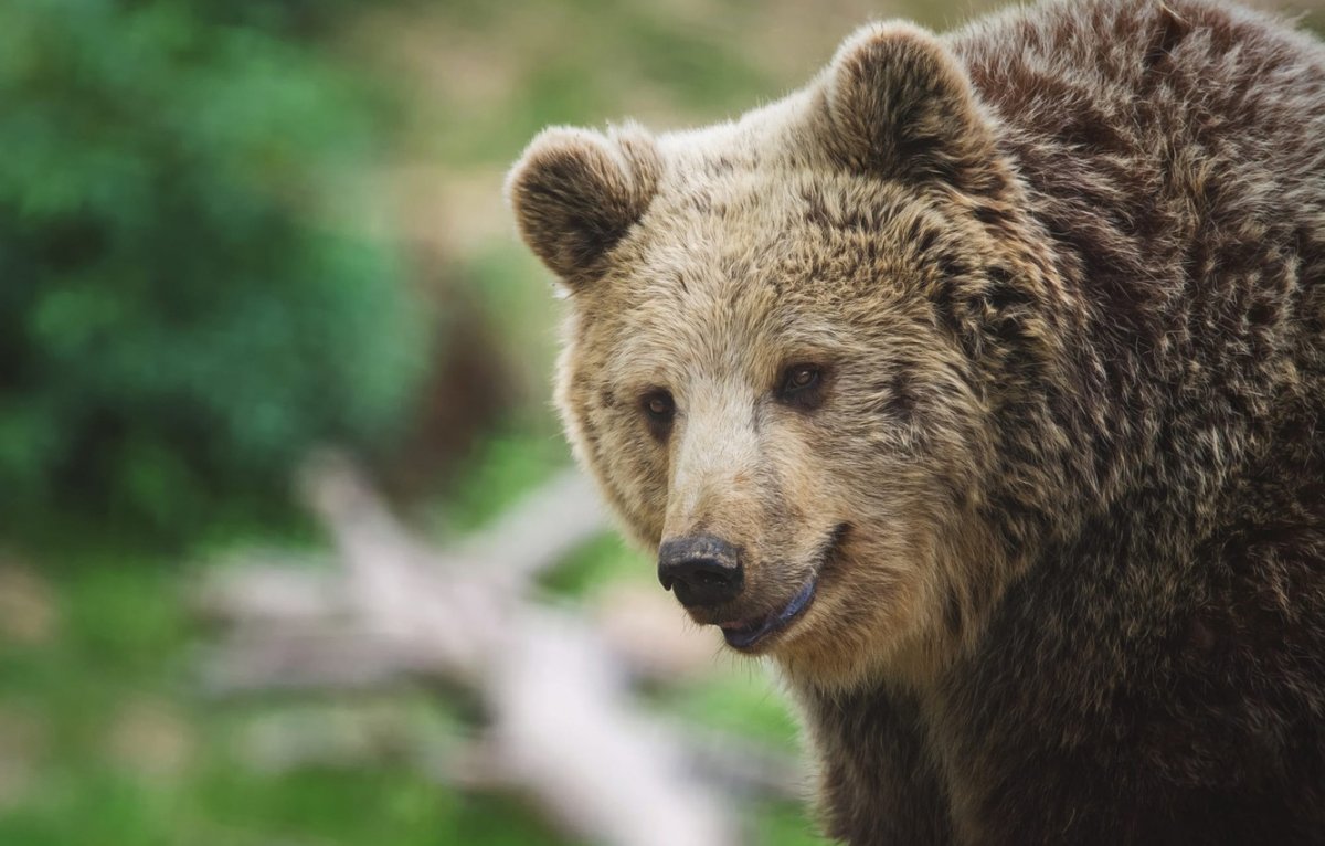 Задумчивый медведь