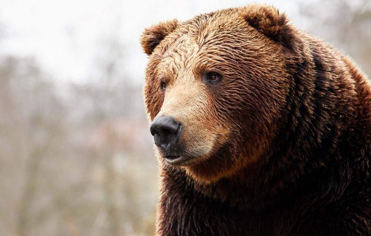 Грозный медведь Гризли