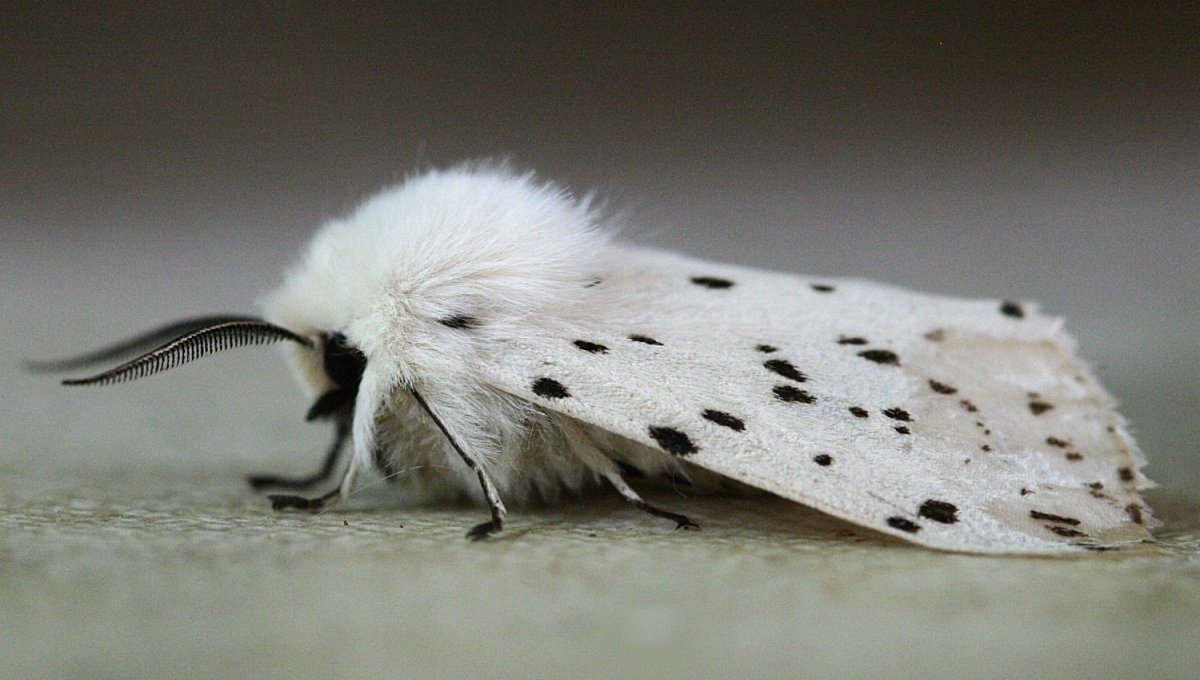 Пудельная моль