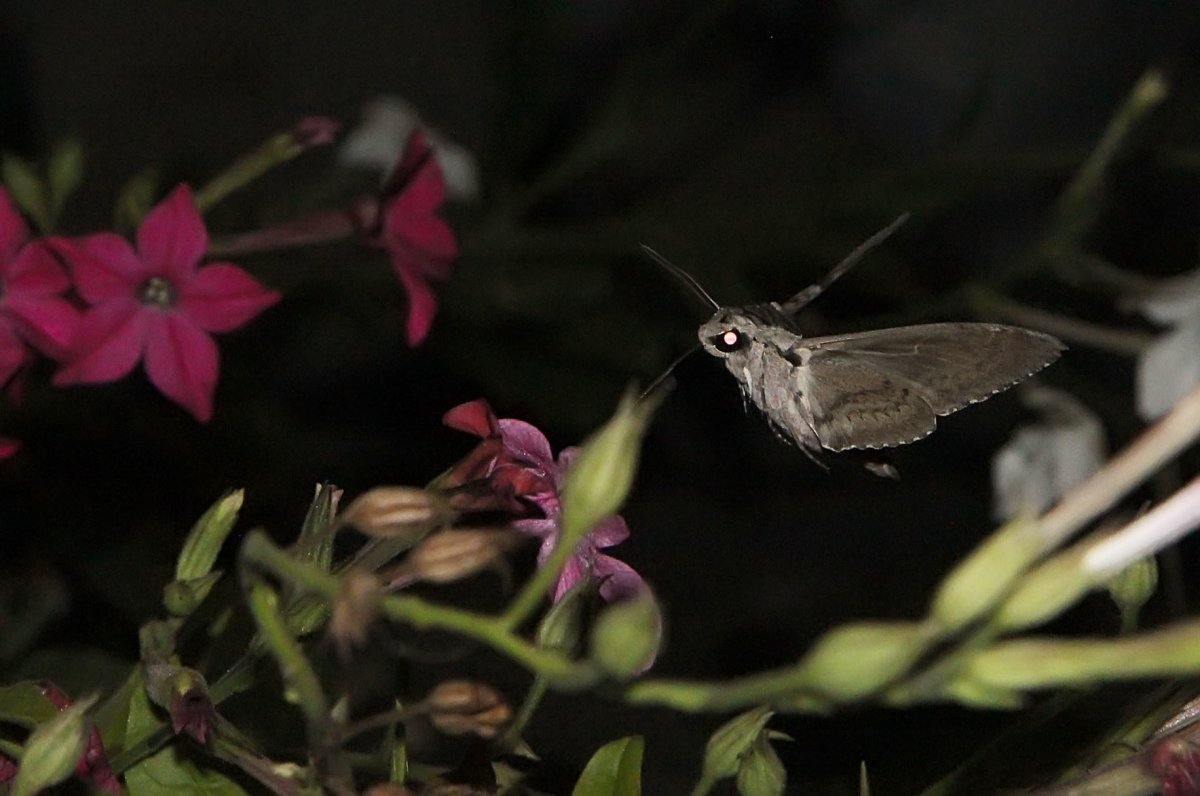 Опыление ночными бабочками