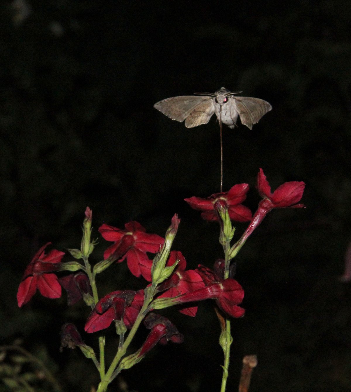 Мотыльки ночью