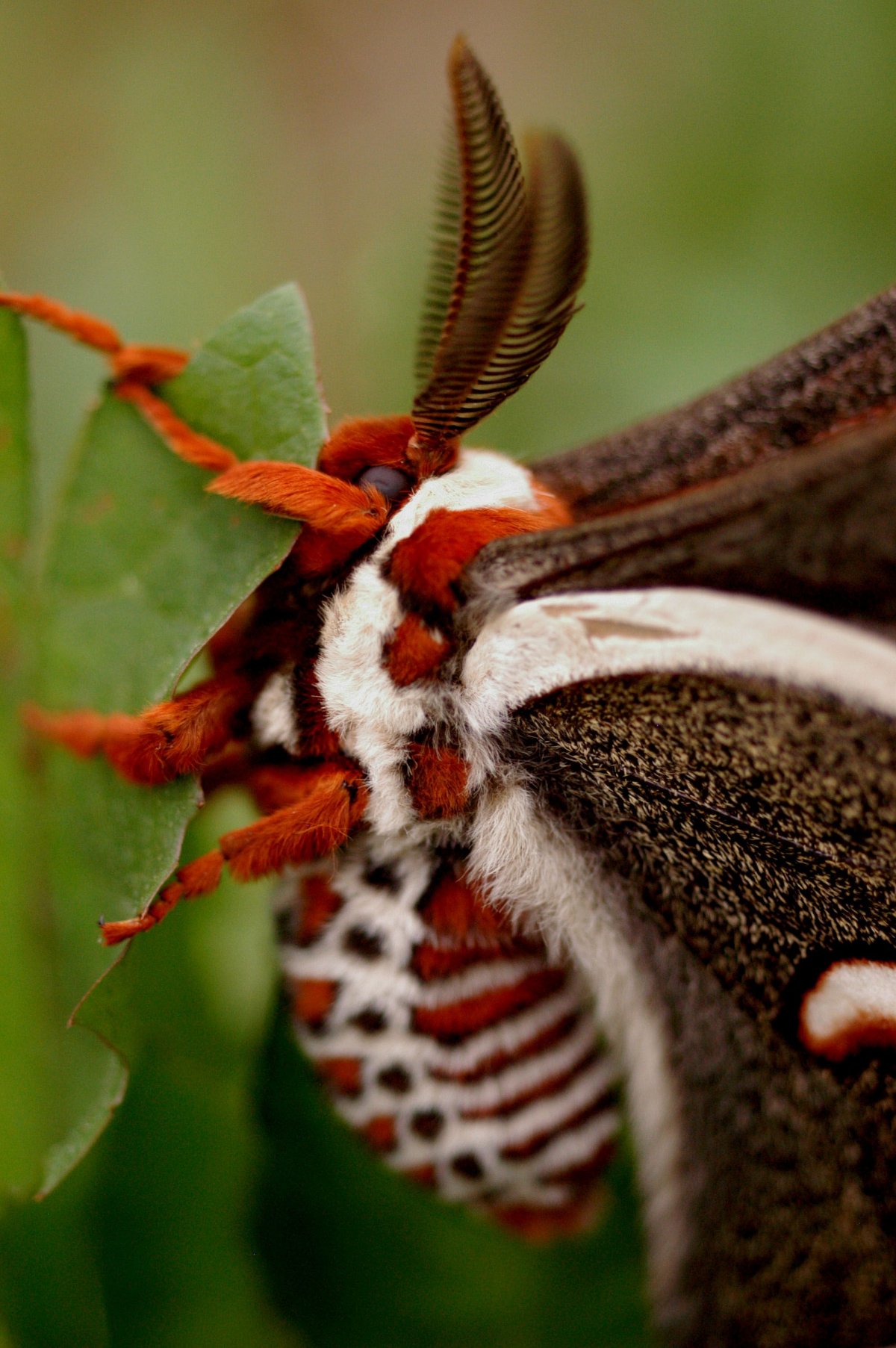 Мимикрия бабочки капустницы