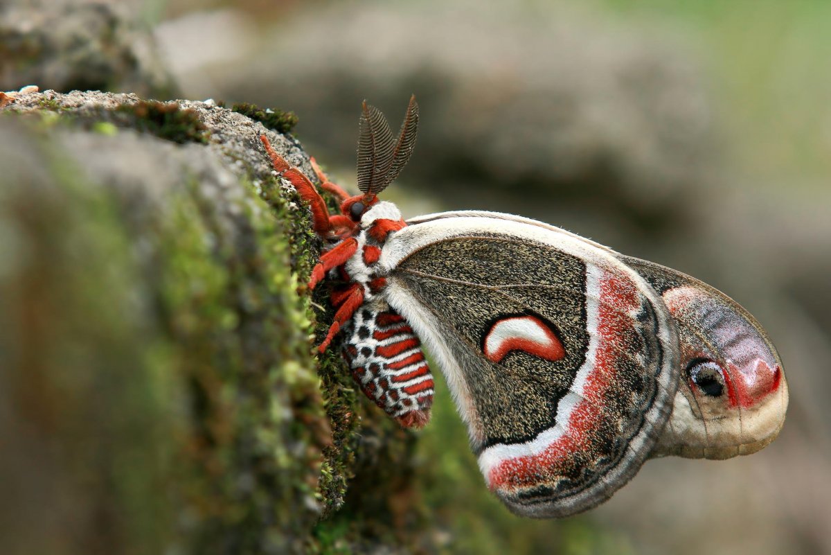 Сатурния цекропия бабочка