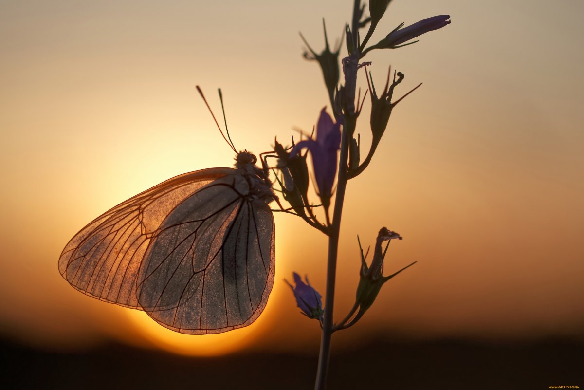 Бабочки ночью