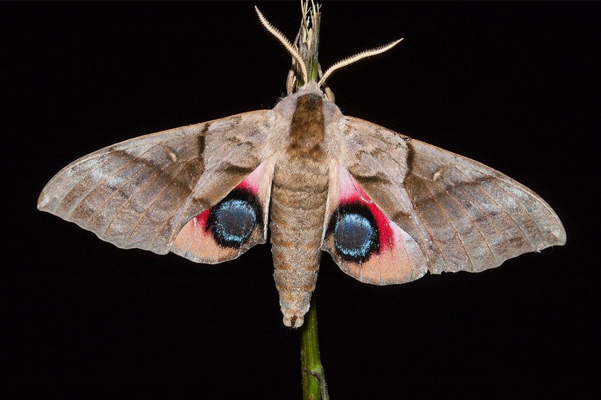 Ночная бабочка Бражник глазчатый