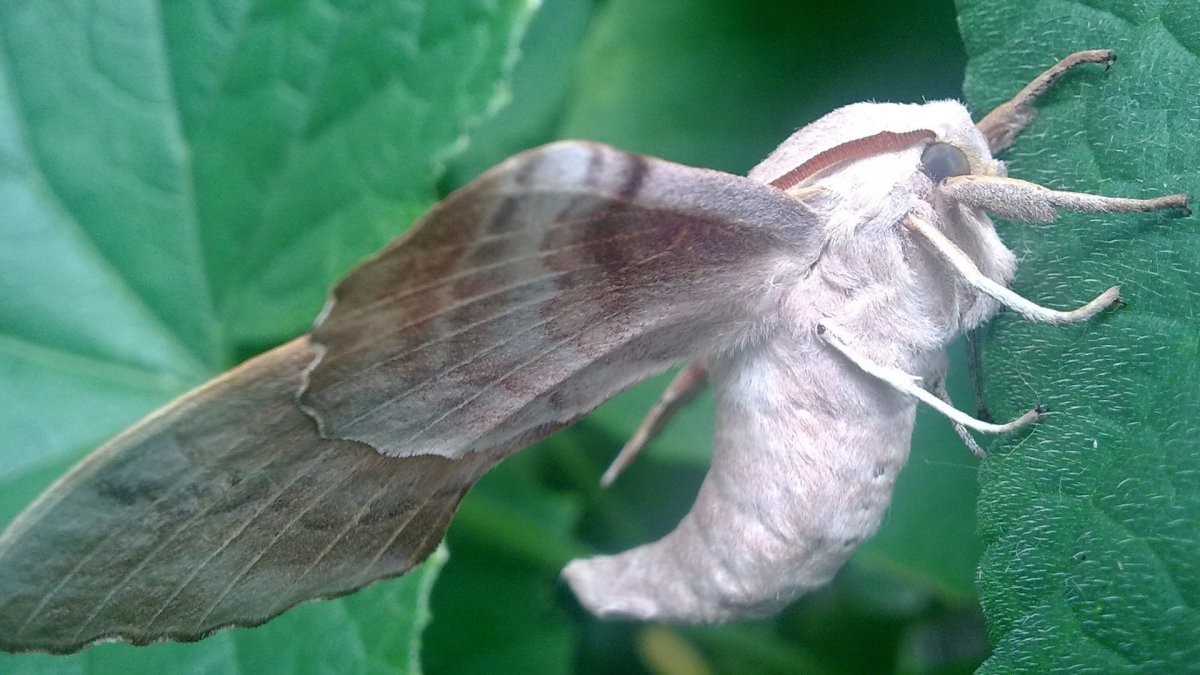 Павлиноглазка цекропия