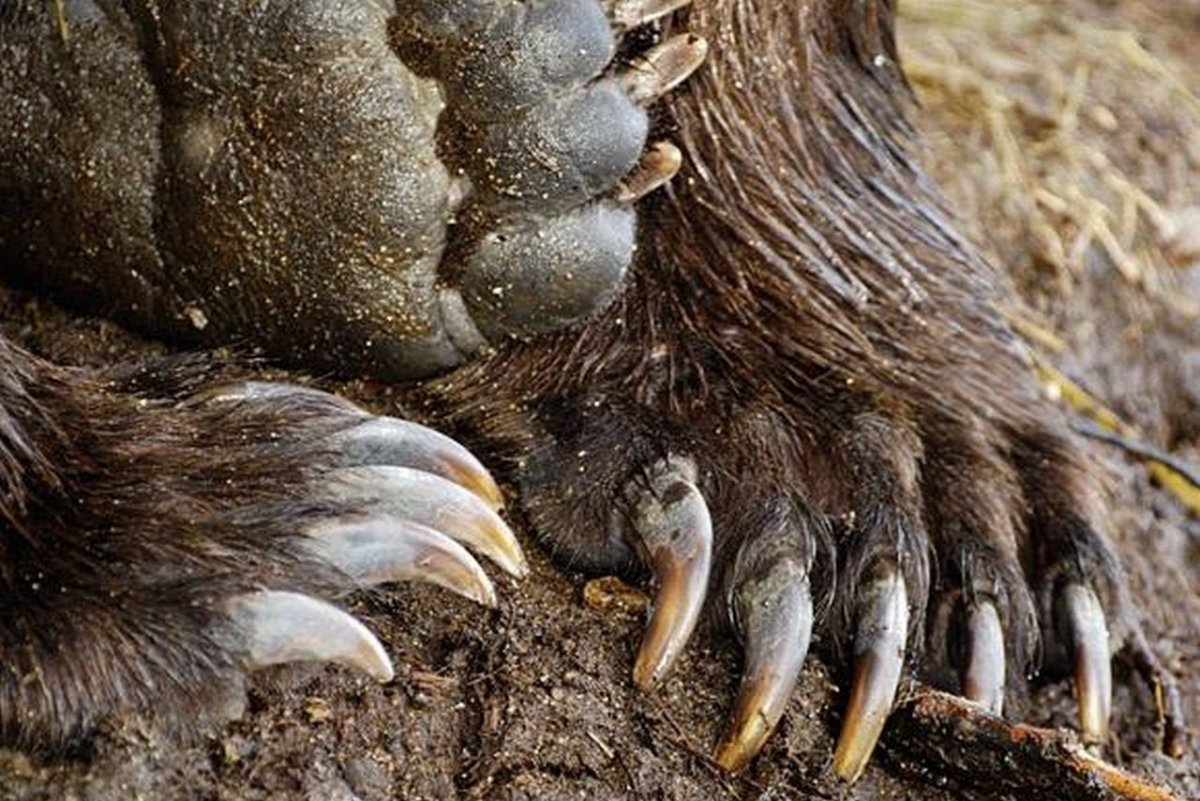 Ракета коготь медведя