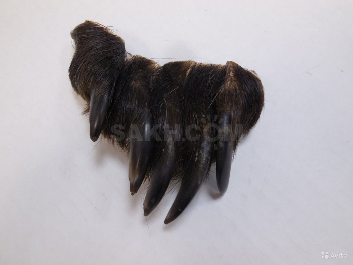 Длинные когти у животных