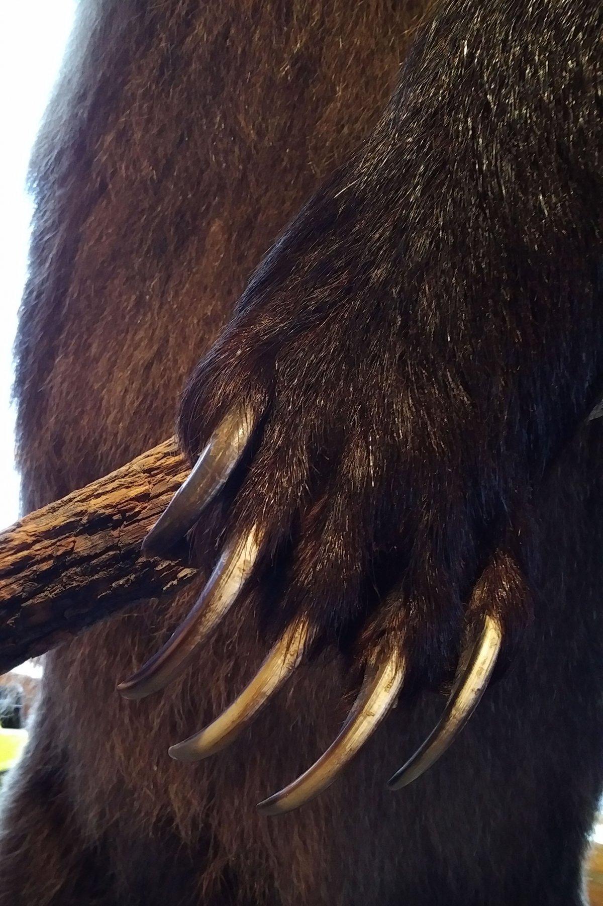 Коготь медведя