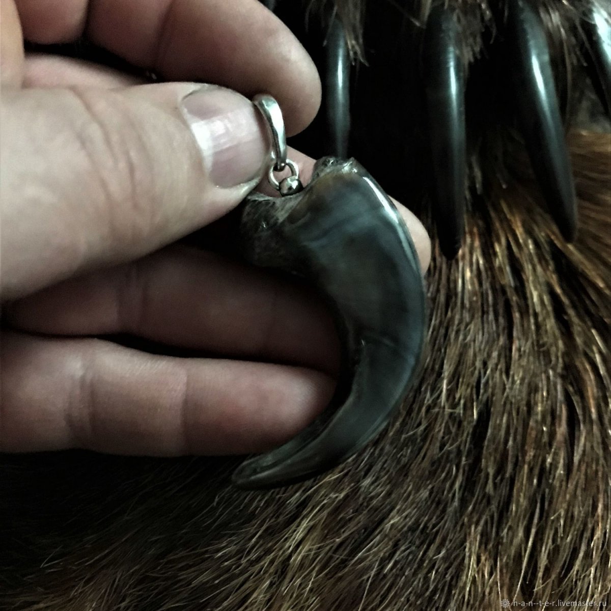 Медвежий коготь в серебре