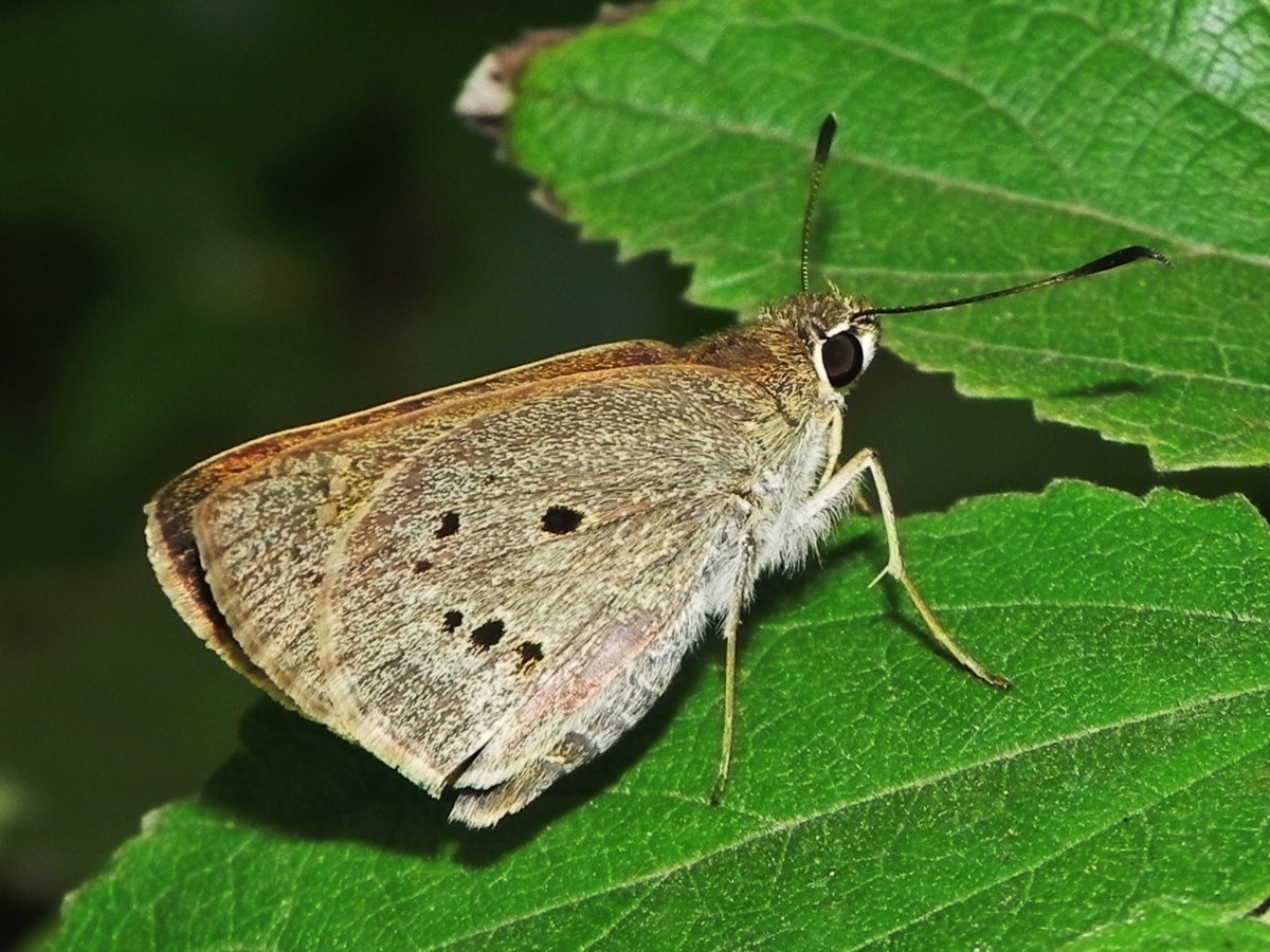 Мотылек насекомое