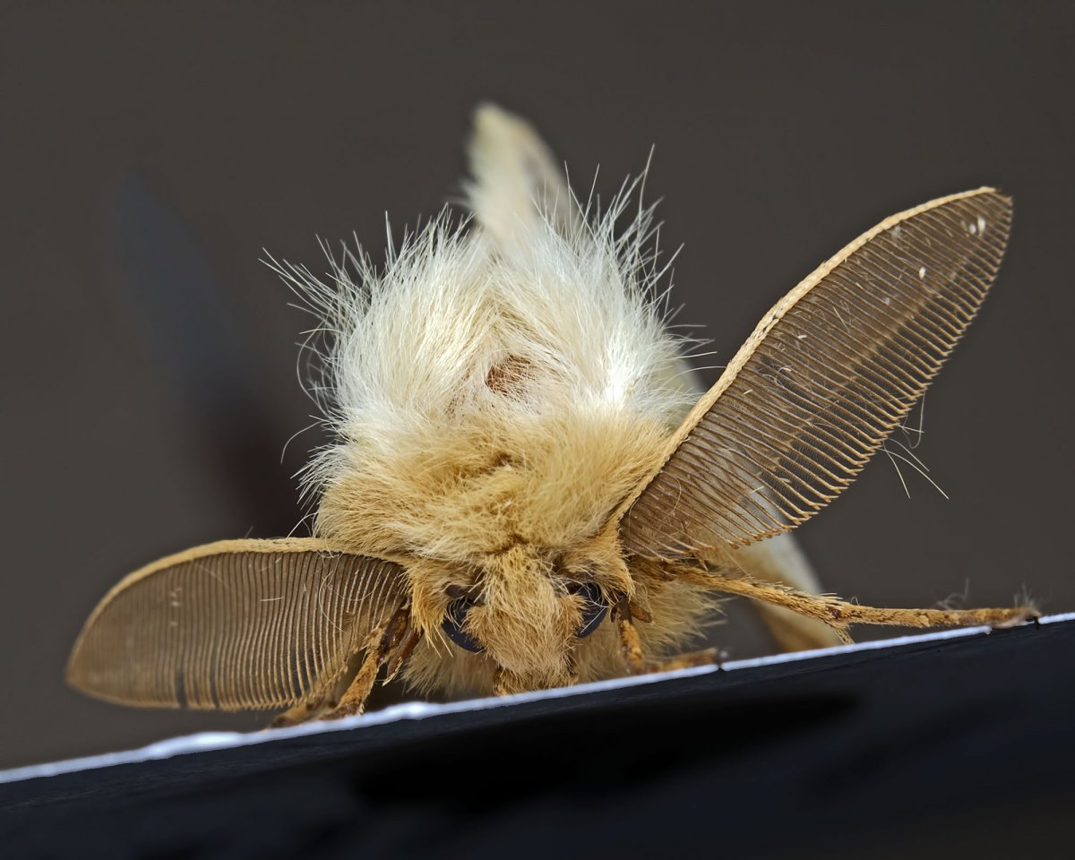 Моль платяная шелкопряд